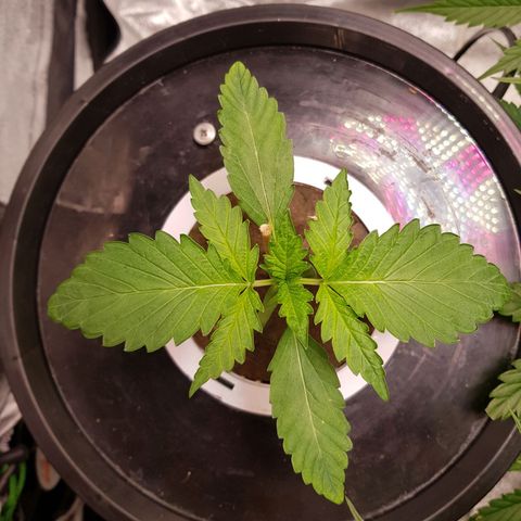 Pinki Flash Back 47 I growlog timeline photo