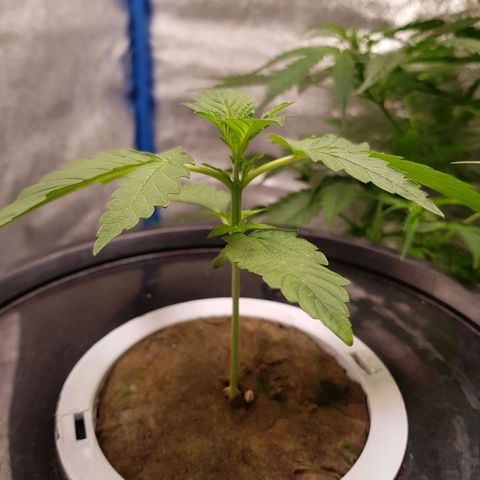 Pinki Flash Back 47 I growlog photo: 9 cm