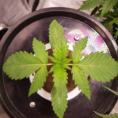 Pinki Flash Back 47 I growlog photo: 9 cm