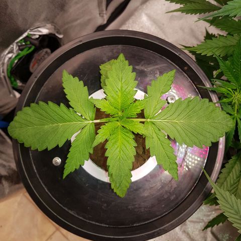 Pinki Flash Back 47 I growlog timeline photo