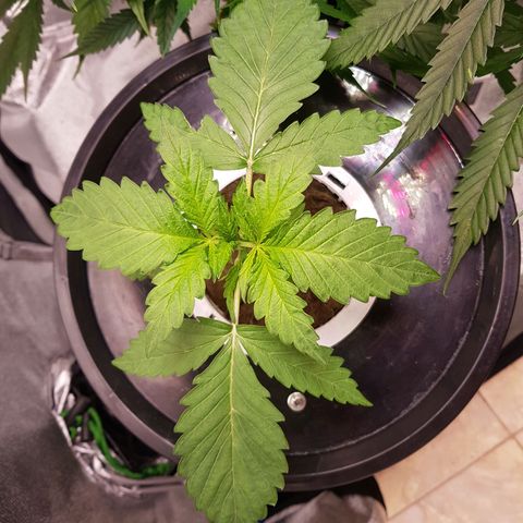 Pinki Flash Back 47 I growlog timeline photo