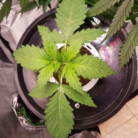 Pinki Flash Back 47 I growlog timeline photo