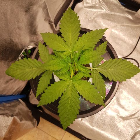 Pinki Flash Back 47 I growlog timeline photo