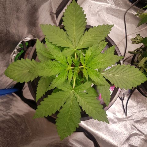 Pinki Flash Back 47 I growlog timeline photo