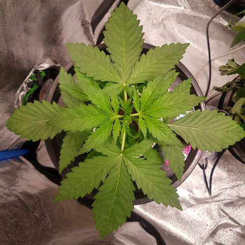Pinki Flash Back 47 I growlog timeline photo