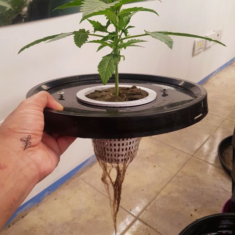 Pinki Flash Back 47 I growlog timeline photo
