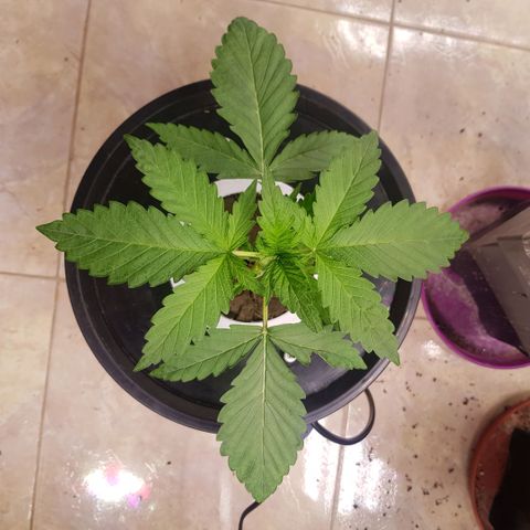 Pinki Flash Back 47 I growlog timeline photo