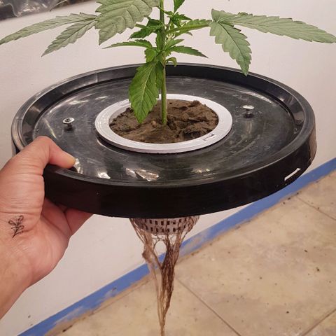 Pinki Flash Back 47 I growlog timeline photo