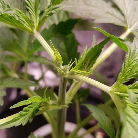 Pinki Flash Back 47 I growlog photo: Poda pical o topping
