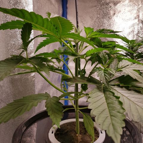 Pinki Flash Back 47 I growlog photo: Poda pical o topping