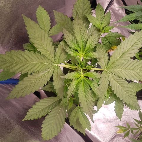 Pinki Flash Back 47 I growlog photo: Poda pical o topping