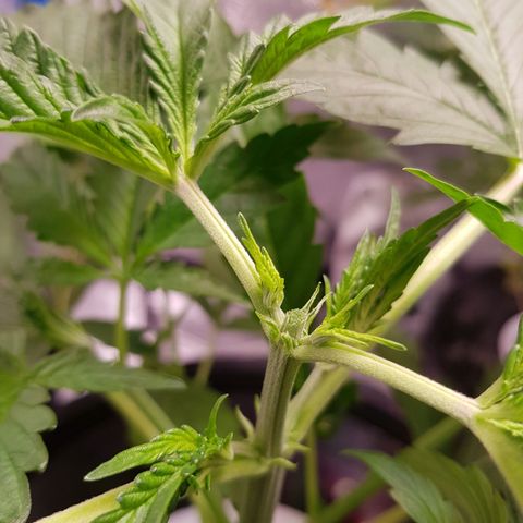 Pinki Flash Back 47 I growlog photo: Poda pical o topping