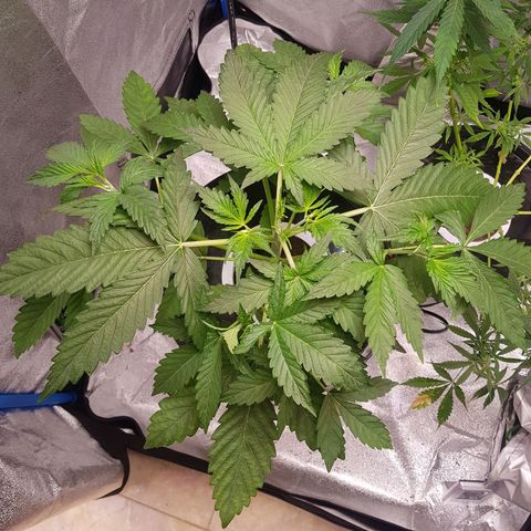 Pinki Flash Back 47 I growlog timeline photo