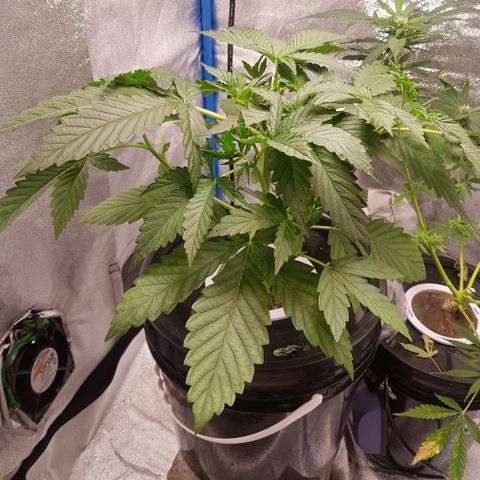 Pinki Flash Back 47 I growlog timeline photo
