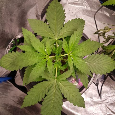 Pinki Flash Back 47 I growlog timeline photo