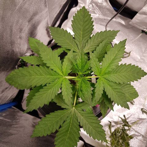 Pinki Flash Back 47 I growlog timeline photo