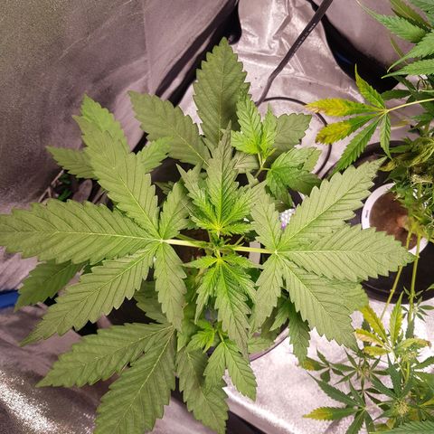 Pinki Flash Back 47 I growlog timeline photo