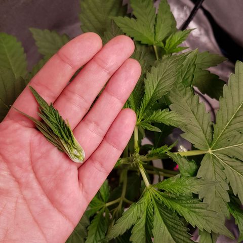 Pinki Flash Back 47 I growlog timeline photo