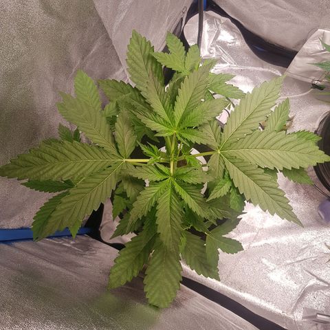 Pinki Flash Back 47 I growlog timeline photo