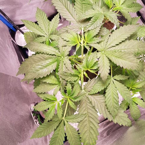 Pinki Flash Back 47 I growlog photo: Cambio de agua