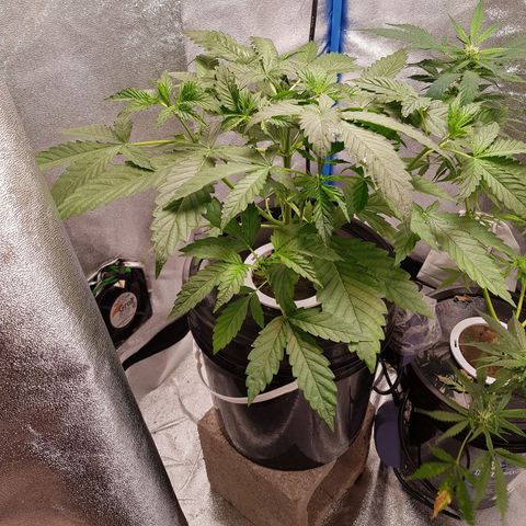 Pinki Flash Back 47 I growlog photo: Cambio de agua