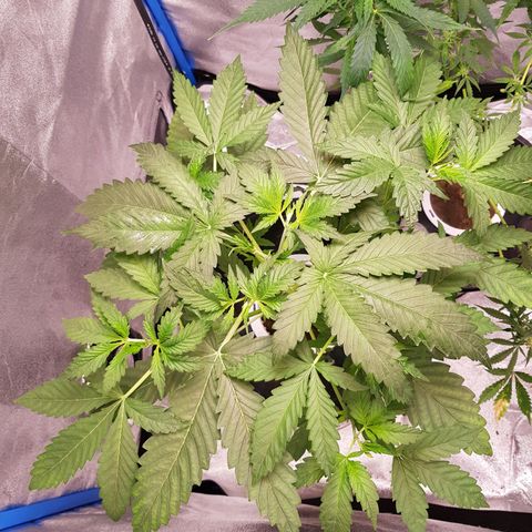 Pinki Flash Back 47 I growlog photo: Cambio de agua