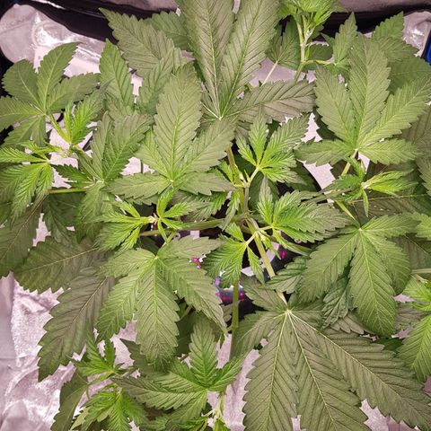 Pinki Flash Back 47 I growlog timeline photo