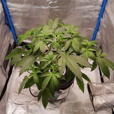 Pinki Flash Back 47 I growlog timeline photo