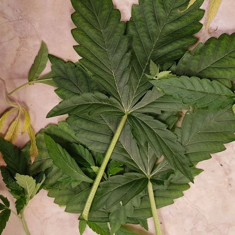 Pinki Flash Back 47 I growlog timeline photo