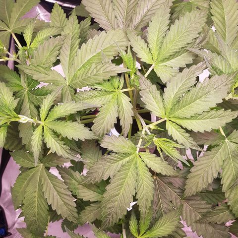 Pinki Flash Back 47 I growlog timeline photo
