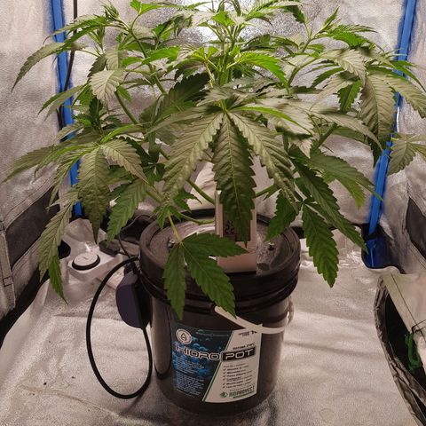 Pinki Flash Back 47 I growlog timeline photo