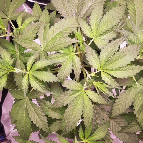 Pinki Flash Back 47 I growlog timeline photo