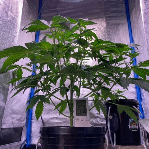 Pinki Flash Back 47 I growlog timeline photo