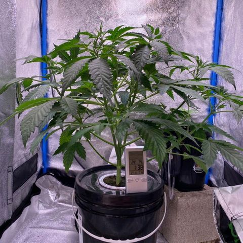 Pinki Flash Back 47 I growlog timeline photo