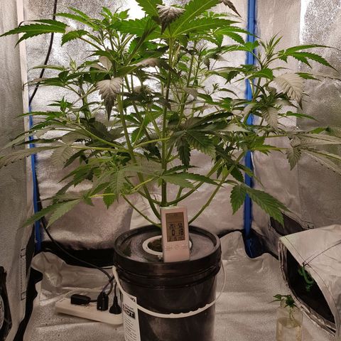 Pinki Flash Back 47 I growlog timeline photo
