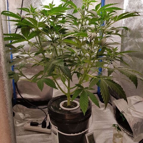 Pinki Flash Back 47 I growlog timeline photo