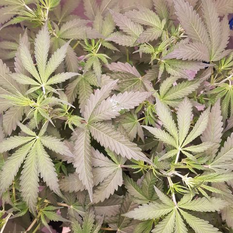 Pinki Flash Back 47 I growlog timeline photo
