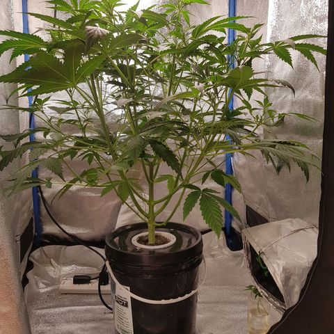 Pinki Flash Back 47 I growlog timeline photo