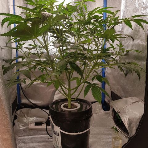 Pinki Flash Back 47 I growlog timeline photo