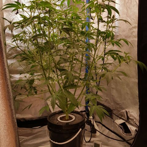 Pinki Flash Back 47 I growlog timeline photo