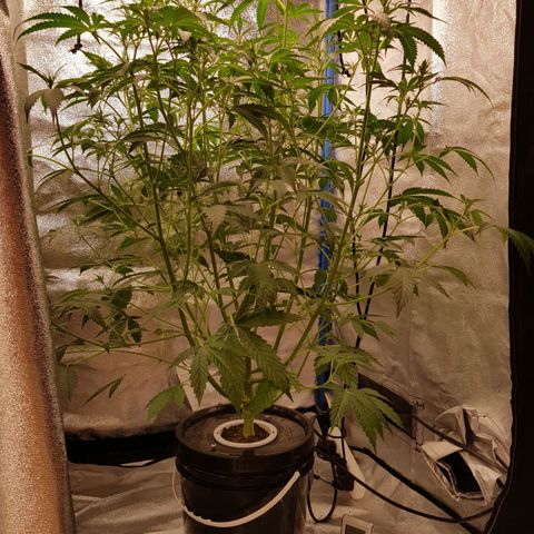 Pinki Flash Back 47 I growlog timeline photo