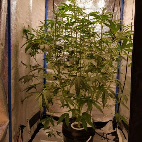 Pinki Flash Back 47 I growlog timeline photo