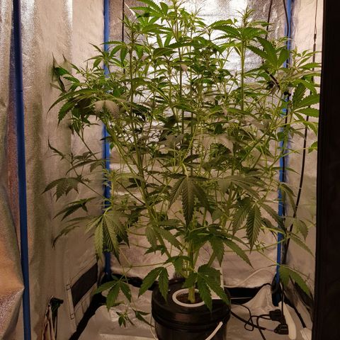 Pinki Flash Back 47 I growlog timeline photo