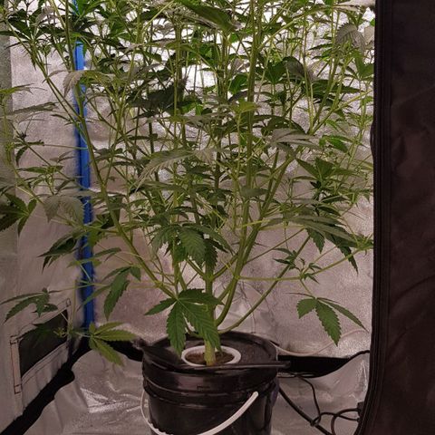 Pinki Flash Back 47 I growlog timeline photo
