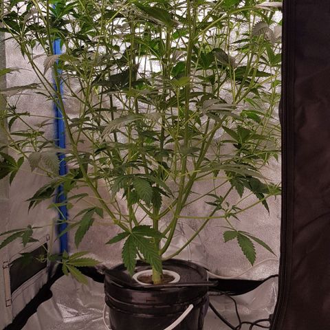 Pinki Flash Back 47 I growlog timeline photo
