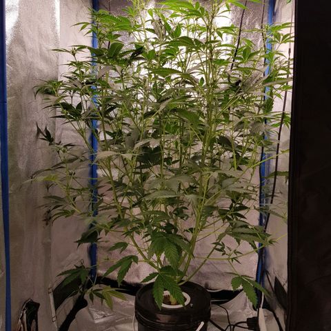 Pinki Flash Back 47 I growlog timeline photo