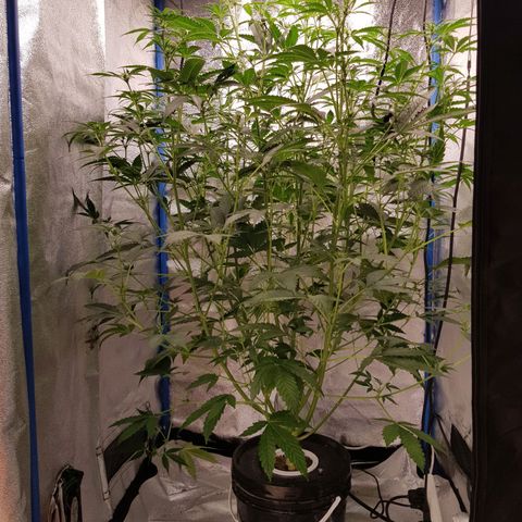 Pinki Flash Back 47 I growlog timeline photo