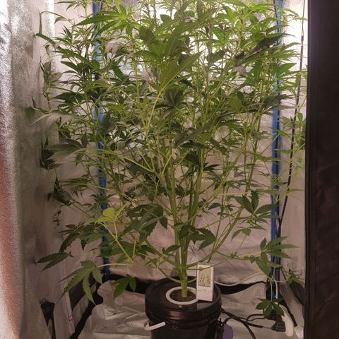 Pinki Flash Back 47 I growlog timeline photo