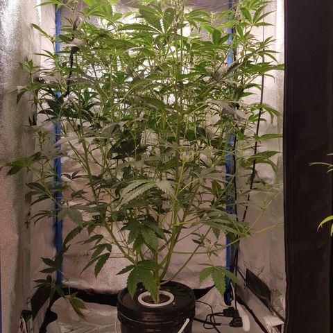 Pinki Flash Back 47 I growlog timeline photo