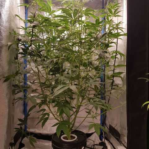 Pinki Flash Back 47 I growlog timeline photo